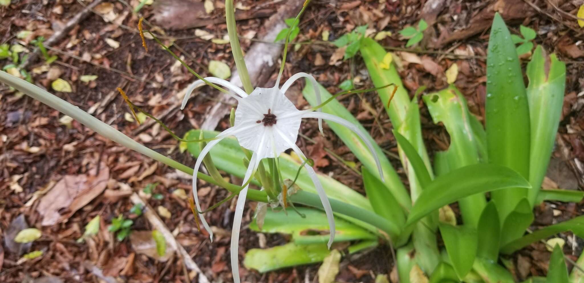 Image of perfumed spiderlily