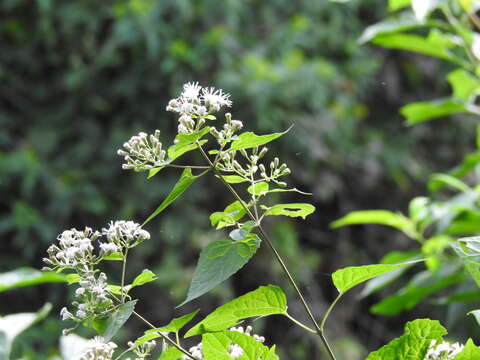 Sivun Chromolaena collina (DC.) R. King & H. Rob. kuva