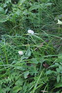 Image of Knautia involucrata Somm. & Lev.