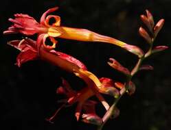 Image of Crocosmia fucata (Lindl.) M. P. de Vos