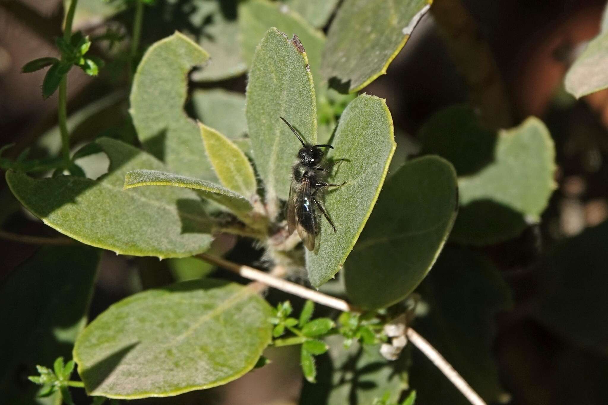 Image de Andrena cerasifolii Cockerell 1896