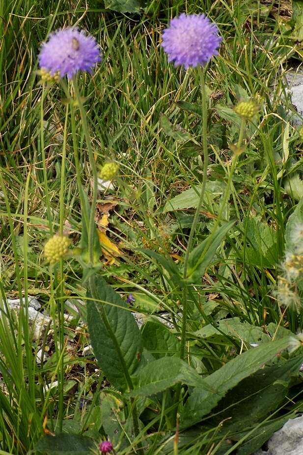 صورة Knautia dipsacifolia Kreutzer