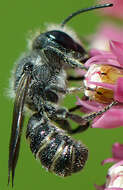 Image of Bellflower Resin Bee