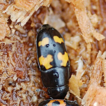 Image of Glischrochilus fasciatus (Olivier 1790)