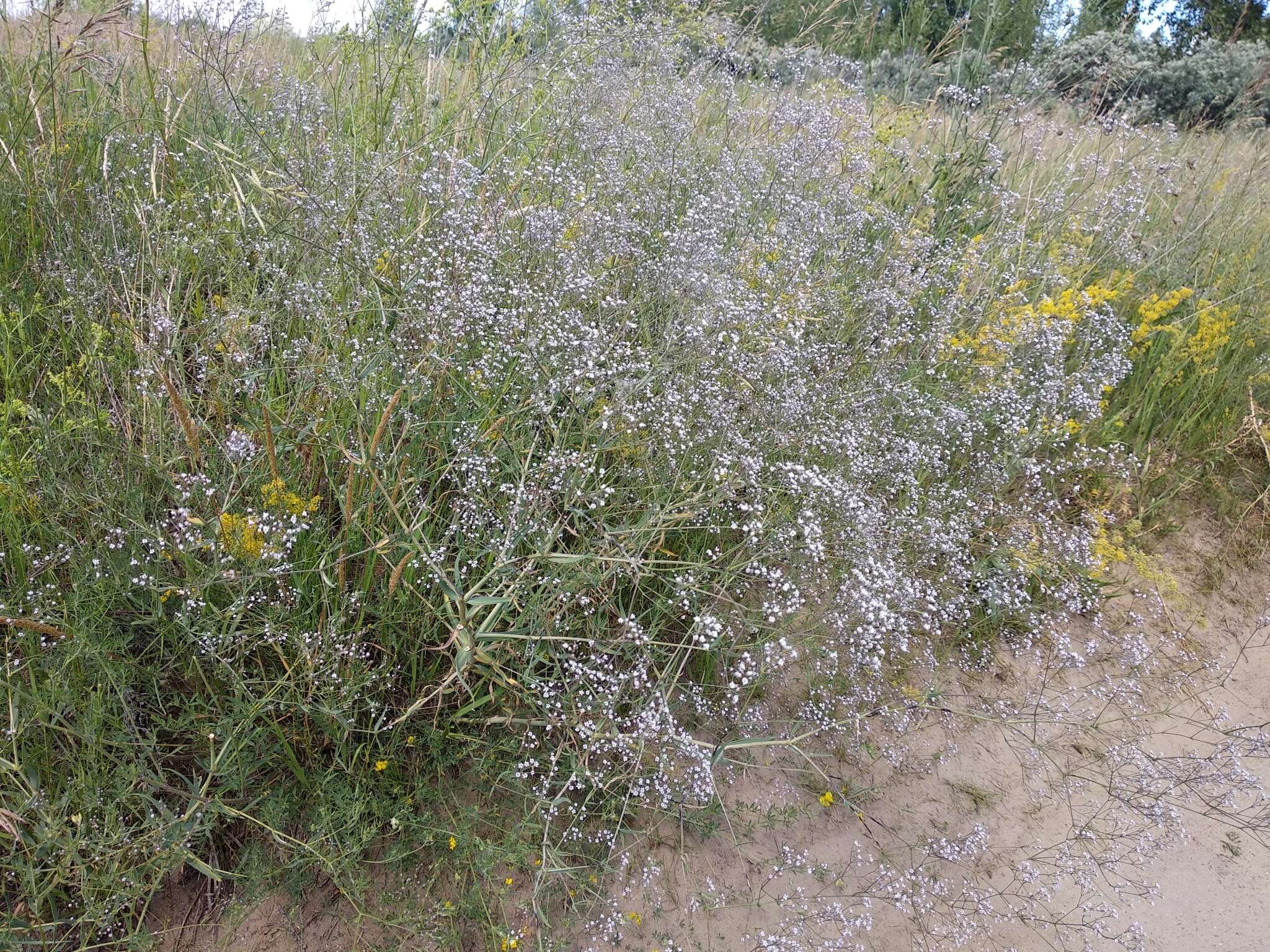 Image de Gypsophila paniculata L.