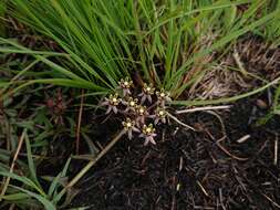 Sivun Asclepias multicaulis (E. Mey.) Schltr. kuva