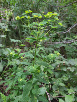 Image of Euphorbia squamosa Willd.