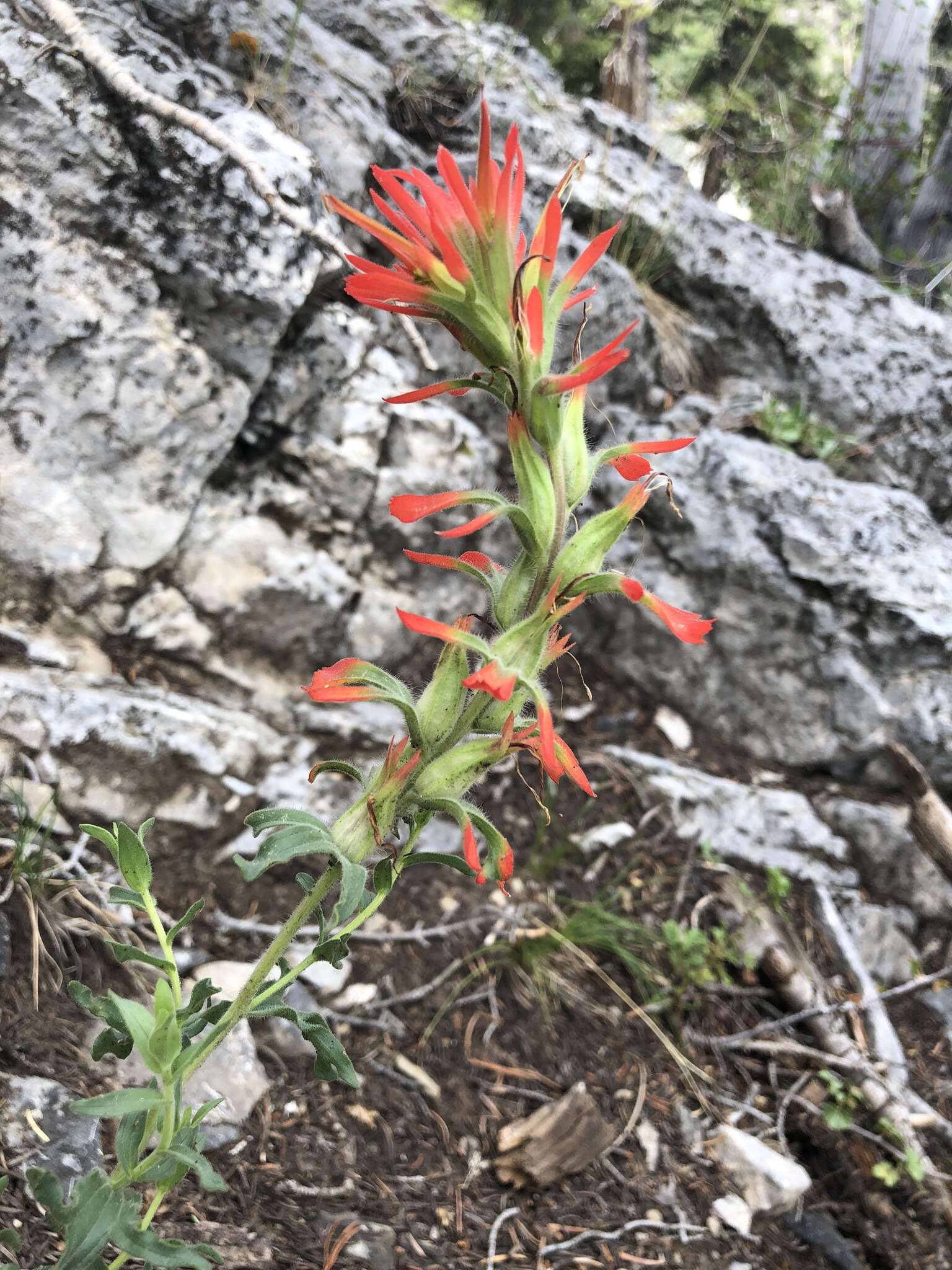 Слика од Castilleja martini var. clokeyi