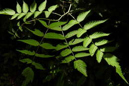 Image of Rubus inopertus (Diels) Focke