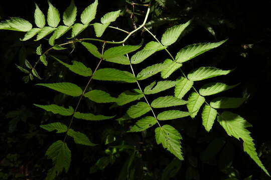 Sivun Rubus inopertus (Diels) Focke kuva