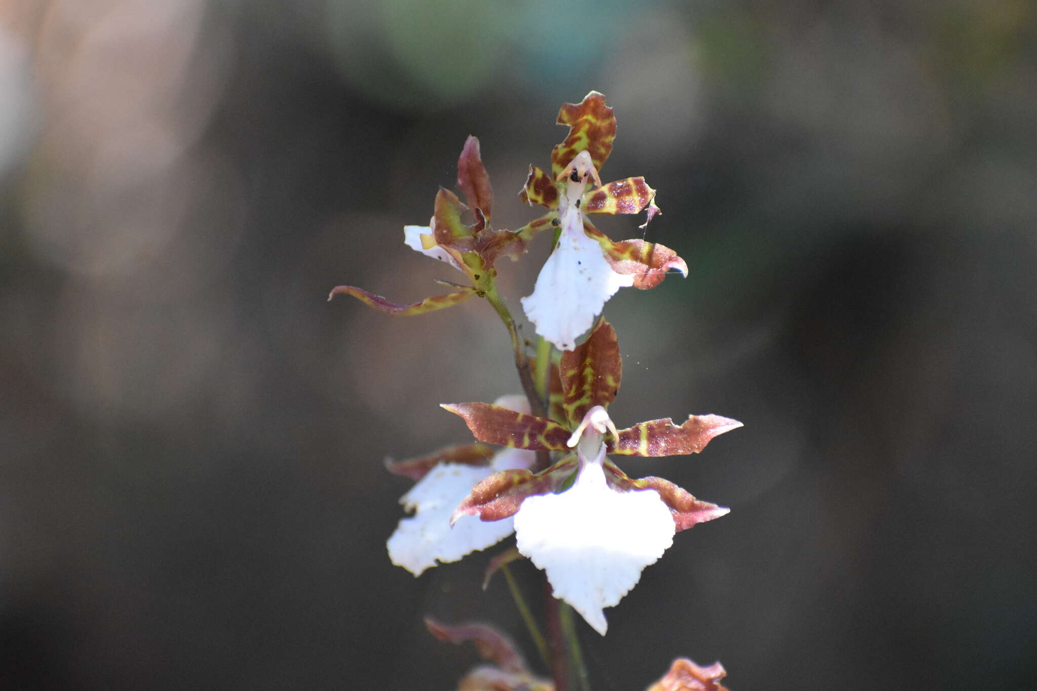 Imagem de Rhynchostele bictoniensis (Bateman) Soto Arenas & Salazar