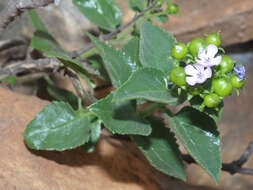 Image of Teedia pubescens Burch.