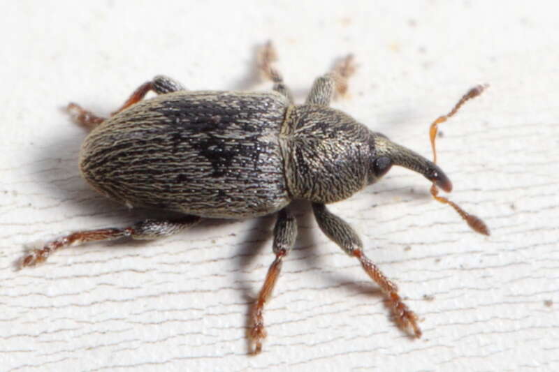 Image of Clover Seed Weevil