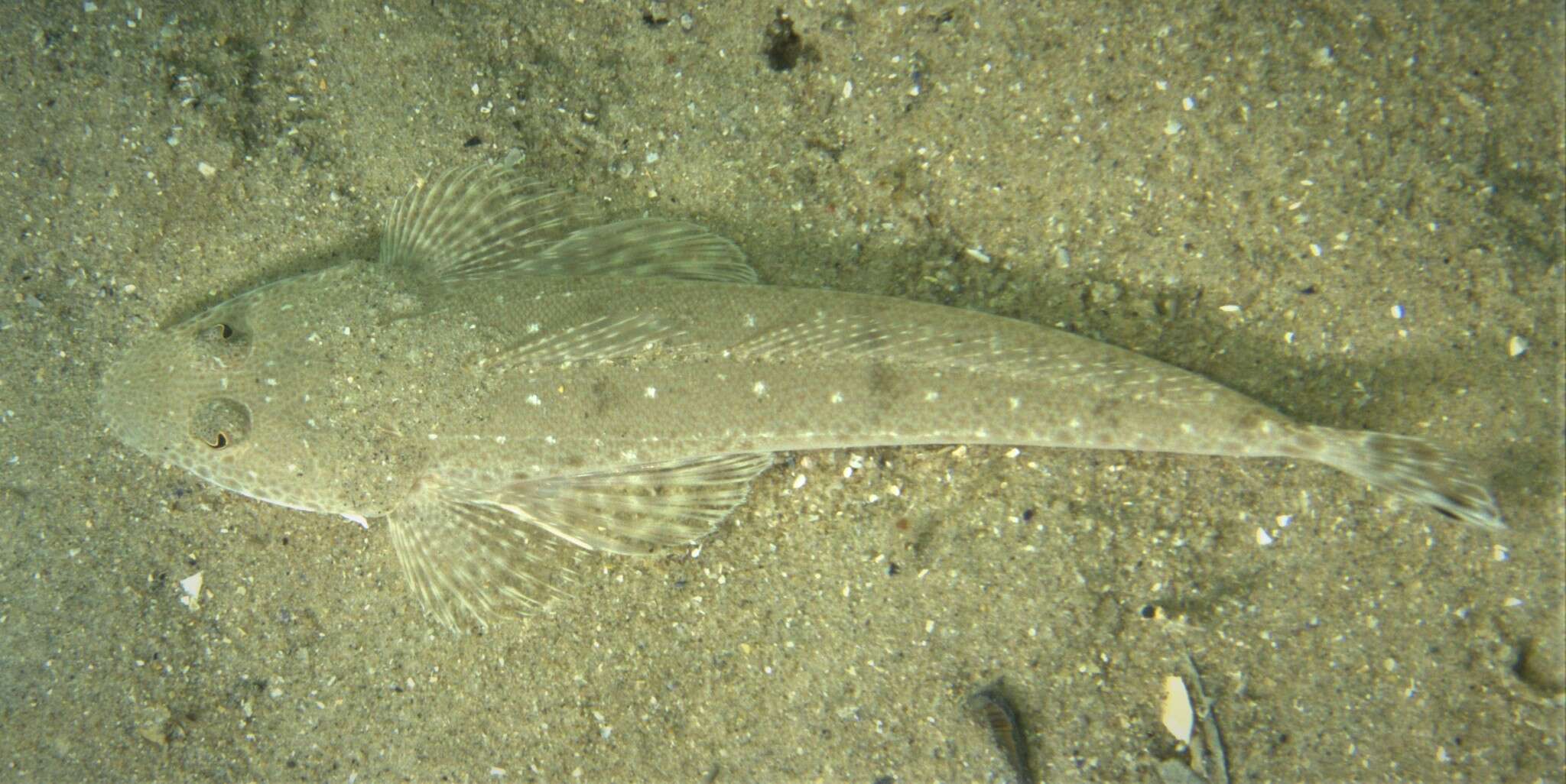 Image of Bluespot flathead