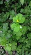 Imagem de Geum macrophyllum Willd.