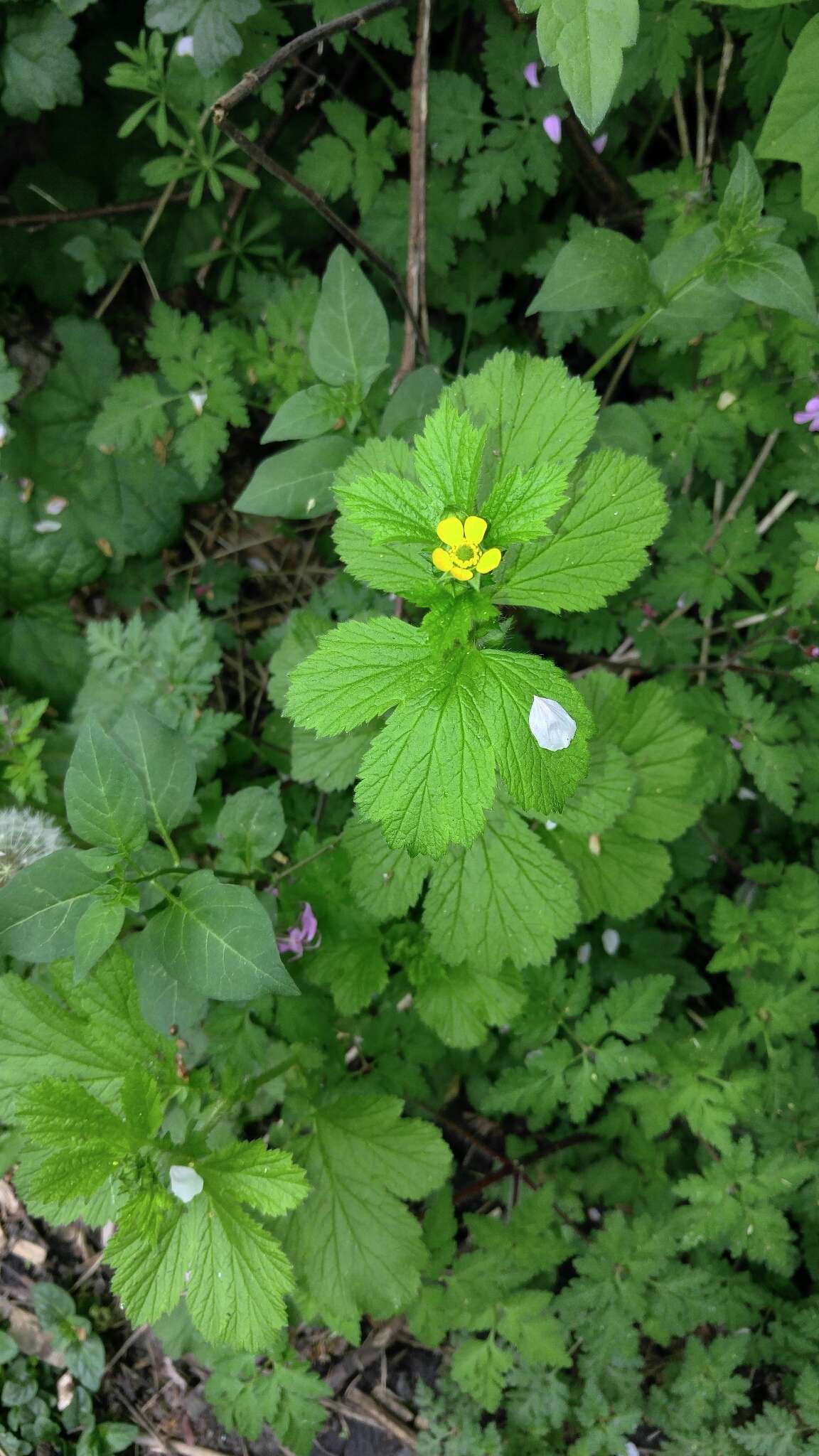 Imagem de Geum macrophyllum Willd.