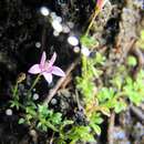 Plancia ëd Lobelia muscoides Cham.