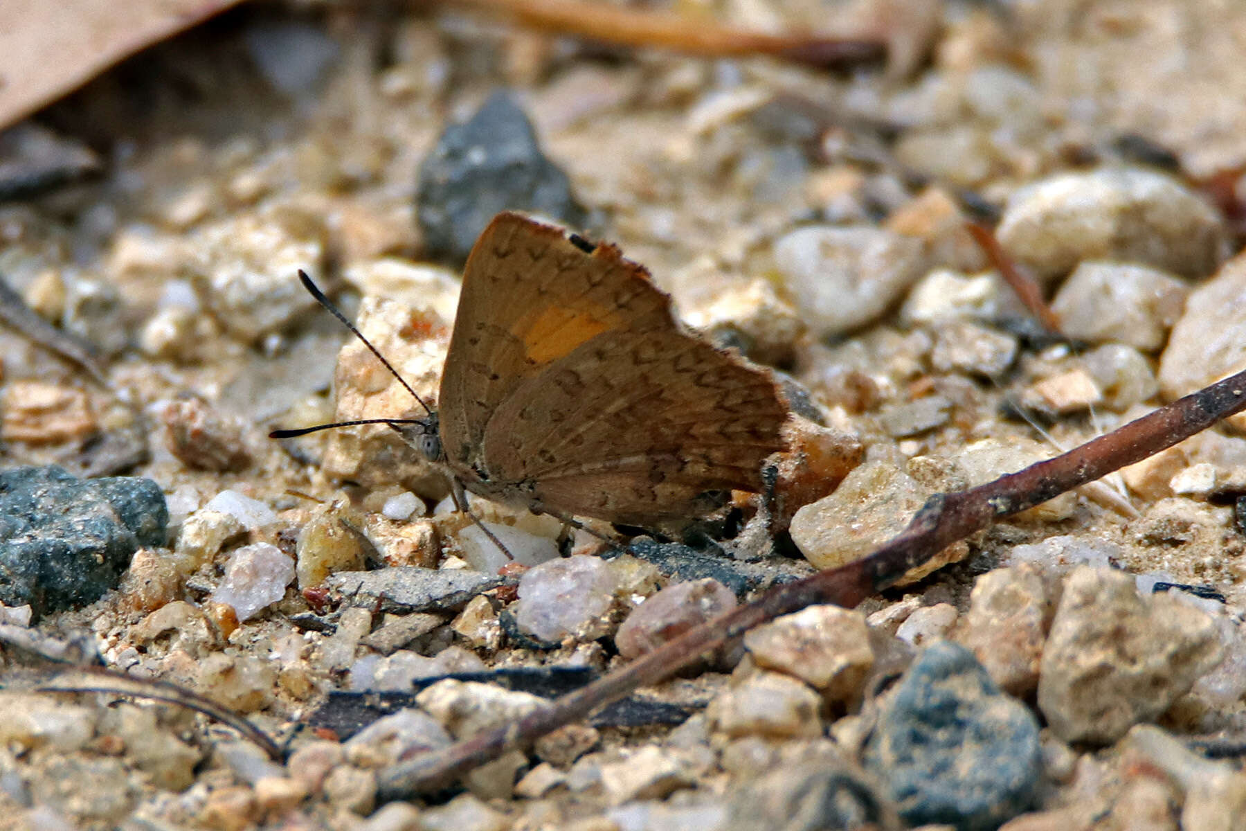 Image of Paralucia aurifer (Blanchard 1848)