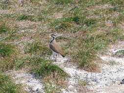 Plancia ëd Vanellus tricolor (Vieillot 1818)