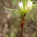 Image of Dracophyllum urvilleanum A. Rich.