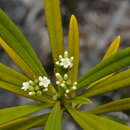 Image of Rauvolfia semperflorens Schltr.