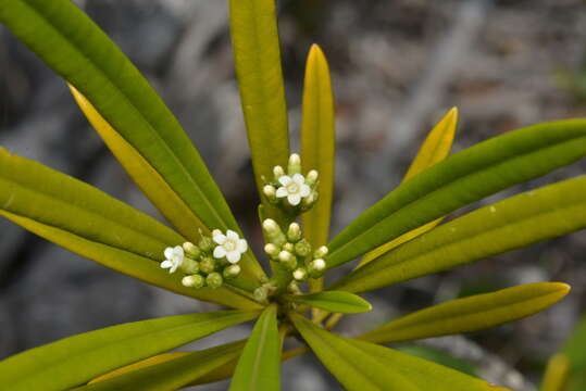 Image of Rauvolfia semperflorens Schltr.