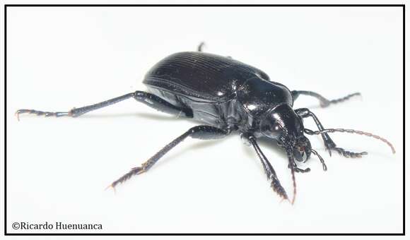 صورة Calosoma (Castrida) vagans Dejean 1831