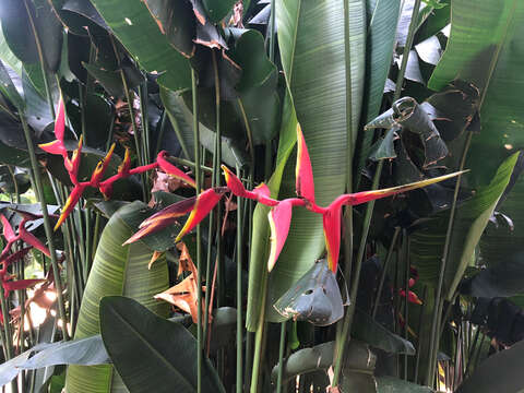 Image of Heliconia rauliniana Barreiros