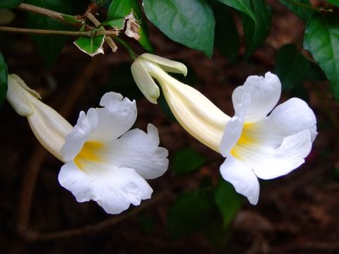 Image of <i>Thunbergia erecta cv</i>