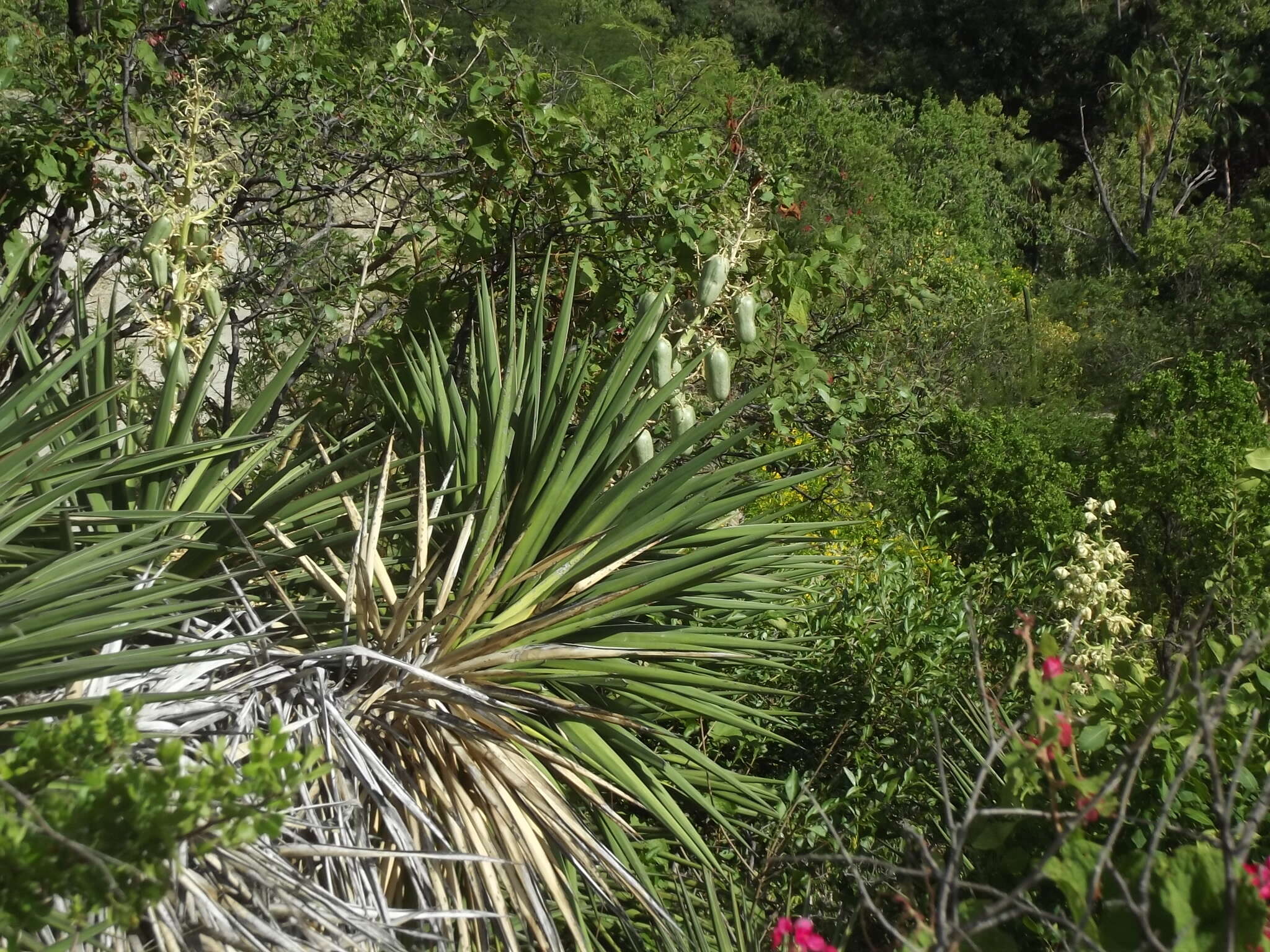 Image of Yucca capensis L. W. Lenz