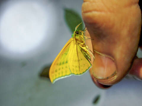 Image of Mixochlora vittata sumatrensis Prout 1933