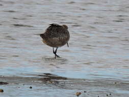 Image of Limosa lapponica baueri Naumann & JF 1836