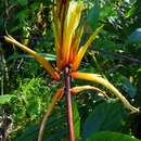 Image of Pitcairnia dendroidea André