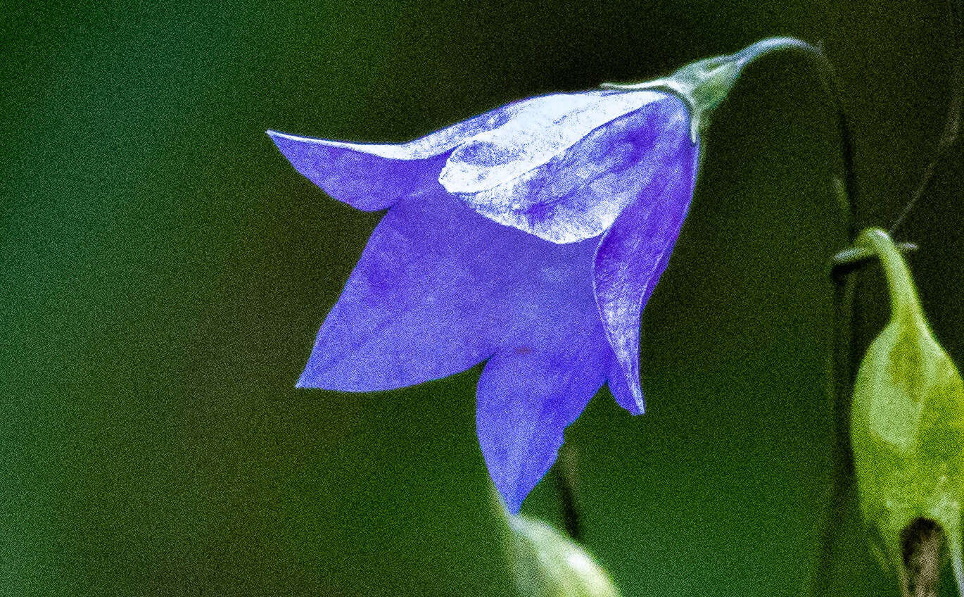 Image of Campanula intercedens Witasek