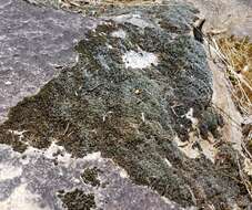 Image of grimmia dry rock moss