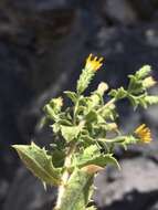 Image of brickellbush goldenweed