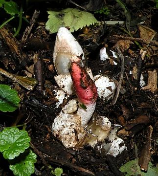 Image of <i>Mutinus ravenellii</i>