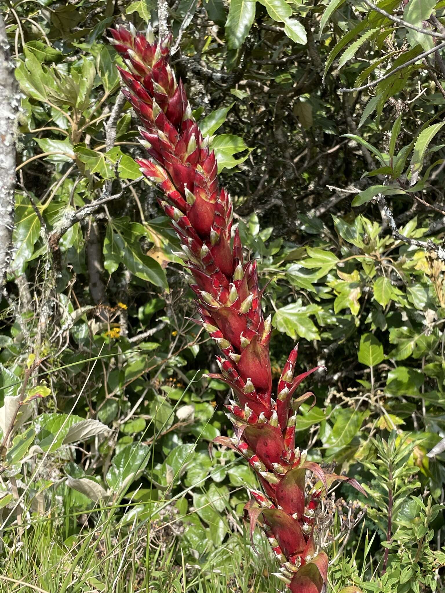 Imagem de Tillandsia pastensis André