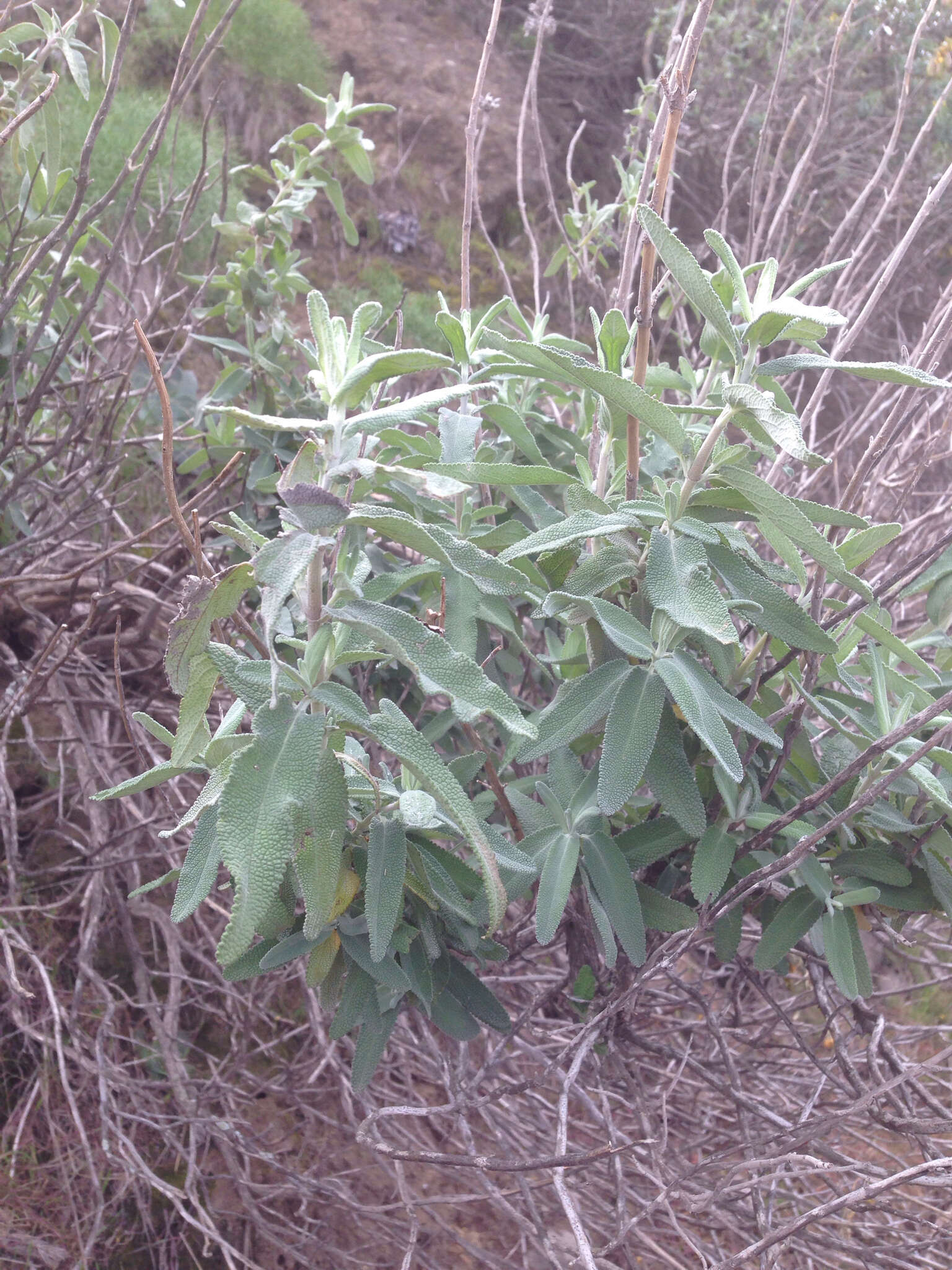 Image de Salvia leucophylla Greene