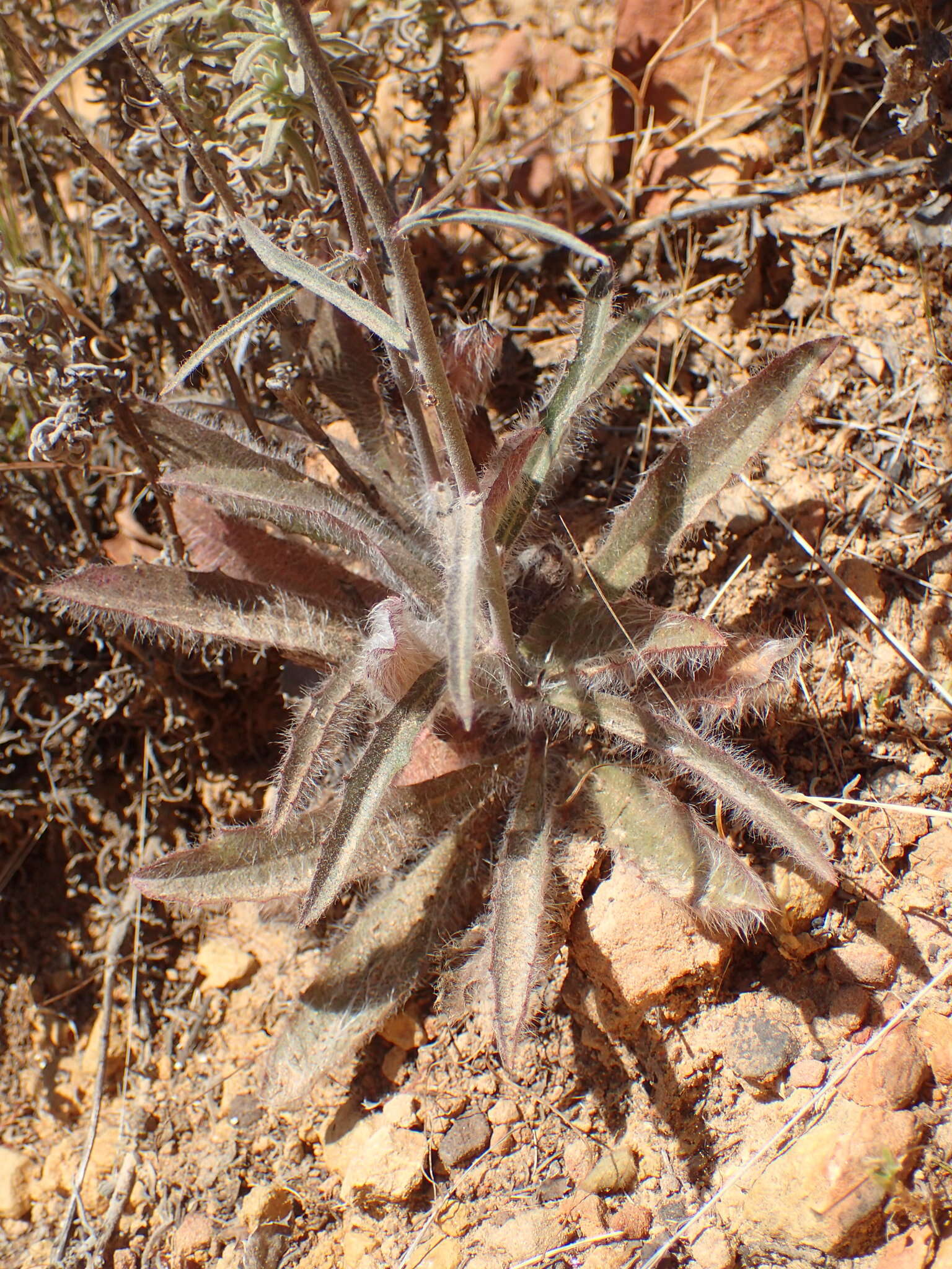 Image of southern hawkweed