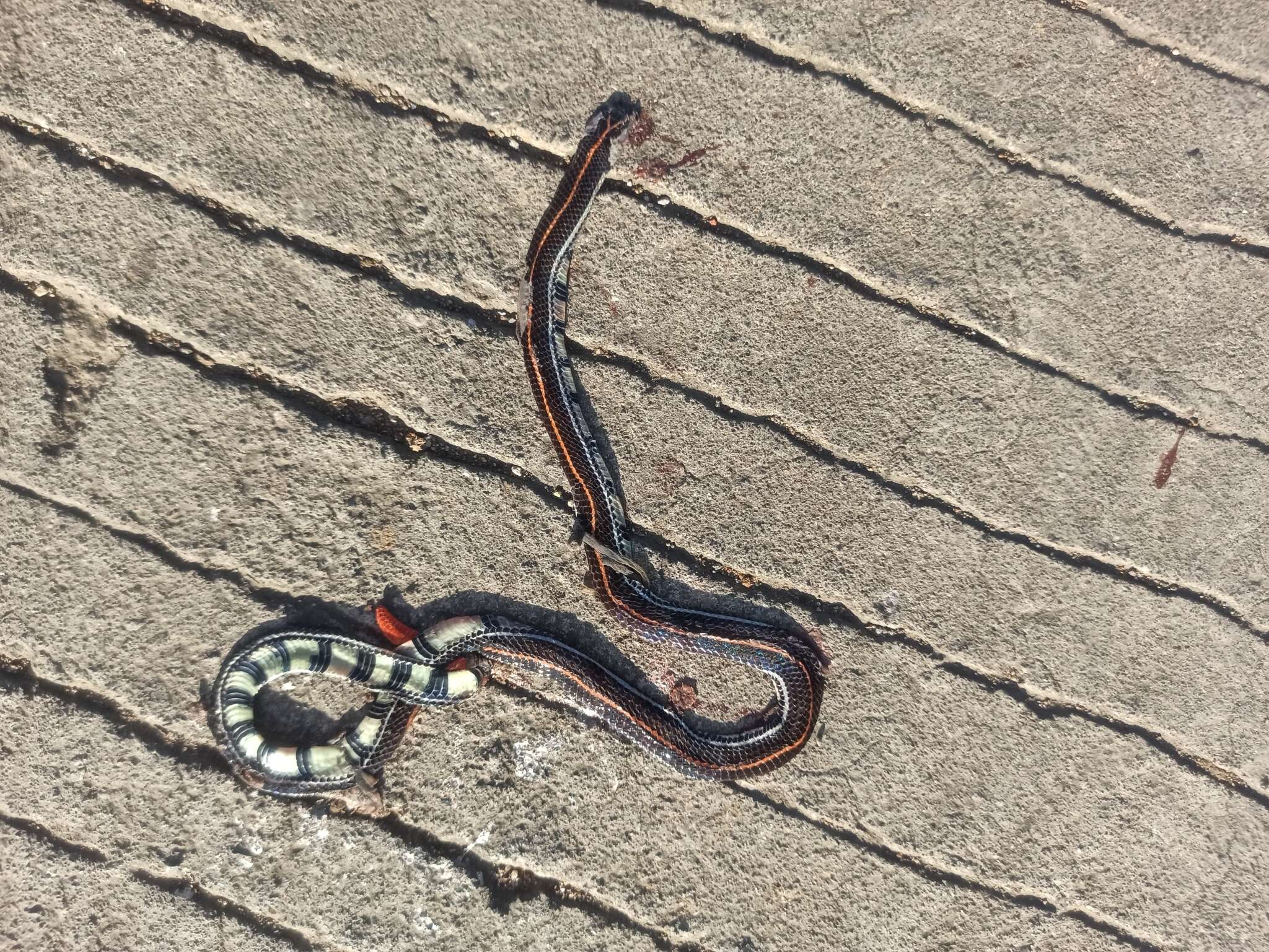 Image of Banded Malaysian Coral Snake