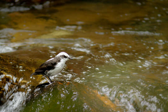 Image of White-capped Dipper