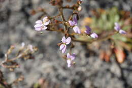 Image of Stylidium assimile R. Br.