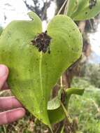 Image of Pleurothallis trachysepala Kraenzl.