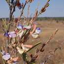 Image of Droogmansia megalantha (Taub.) De Wild.