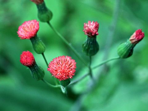 Image of Florida tasselflower