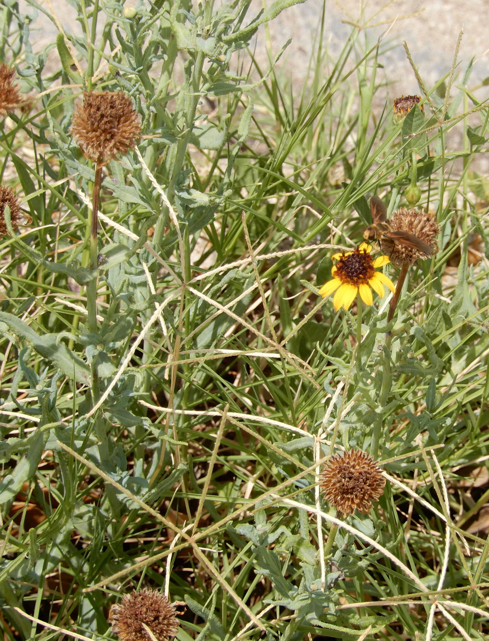 Image of Texas blueweed