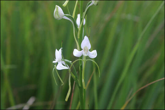 Habenaria linearifolia Maxim. resmi