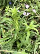 Image of Easter lily