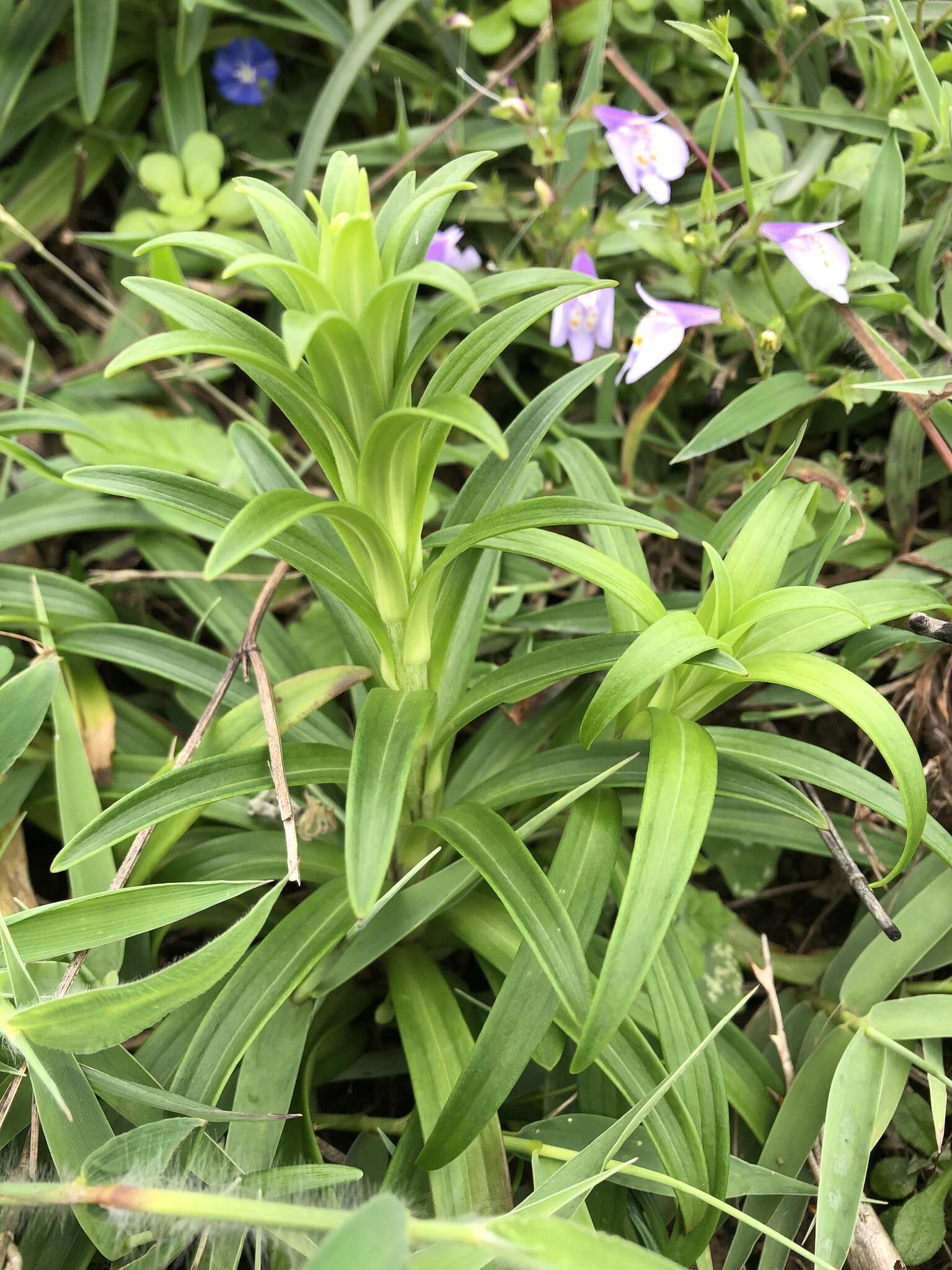 Image of Easter lily